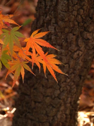 Arakawa bark